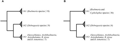 Polyphyly of Boehmeria (Urticaceae) congruent with plastome structural variation